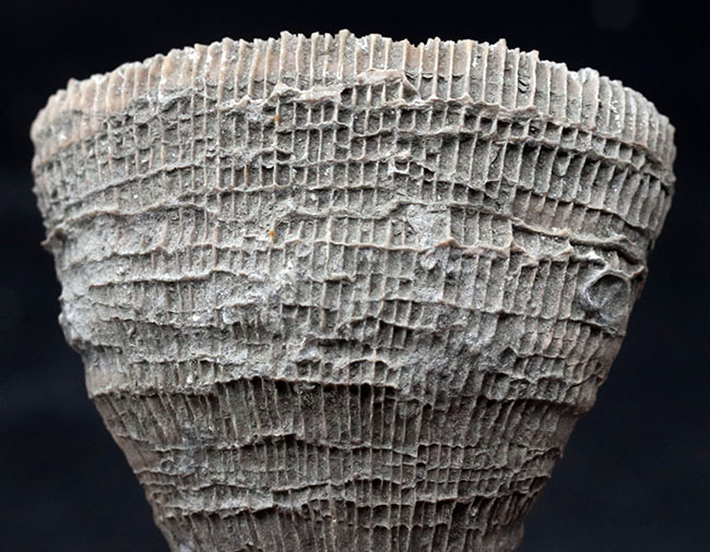 抜群の保存状態!スペイン産、恐竜時代の六放サンゴ、プラコスミリア・ヴィダリ(Placosmilia vidali)の上質の化石(その2)