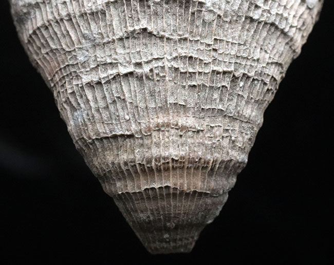 抜群の保存状態!スペイン産、恐竜時代の六放サンゴ、プラコスミリア・ヴィダリ(Placosmilia vidali)の上質の化石(その3)