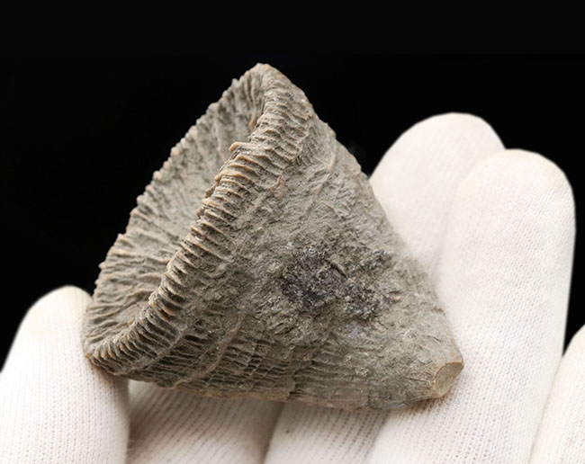 抜群の保存状態!スペイン産、恐竜時代の六放サンゴ、プラコスミリア・ヴィダリ(Placosmilia vidali)の上質の化石(その4)