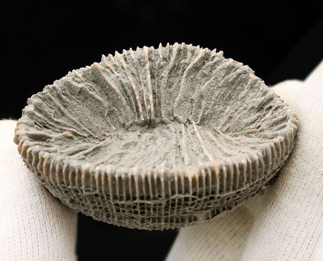 抜群の保存状態!スペイン産、恐竜時代の六放サンゴ、プラコスミリア・ヴィダリ(Placosmilia vidali)の上質の化石(その5)