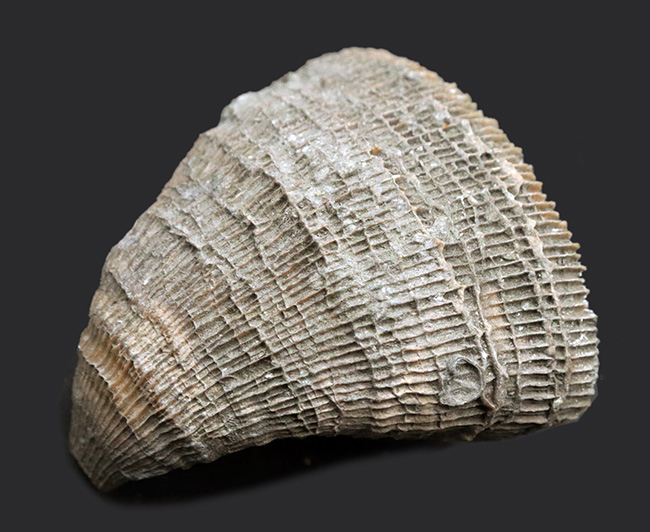 抜群の保存状態!スペイン産、恐竜時代の六放サンゴ、プラコスミリア・ヴィダリ(Placosmilia vidali)の上質の化石(その6)