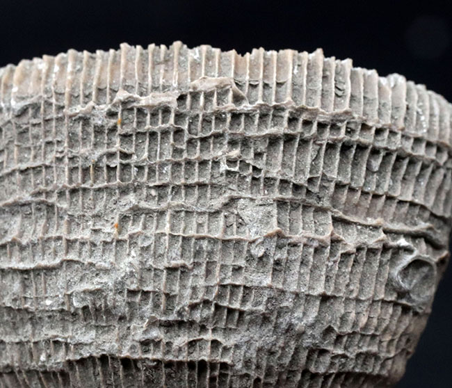 抜群の保存状態!スペイン産、恐竜時代の六放サンゴ、プラコスミリア・ヴィダリ(Placosmilia vidali)の上質の化石(その7)