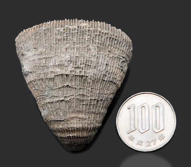抜群の保存状態!スペイン産、恐竜時代の六放サンゴ、プラコスミリア・ヴィダリ(Placosmilia vidali)の上質の化石(その8)