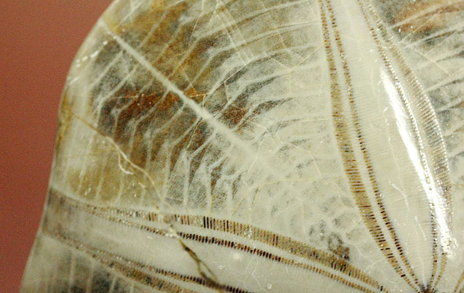 1.5億年前にもウニはいた。マダガスカル産のウニの化石（その10）