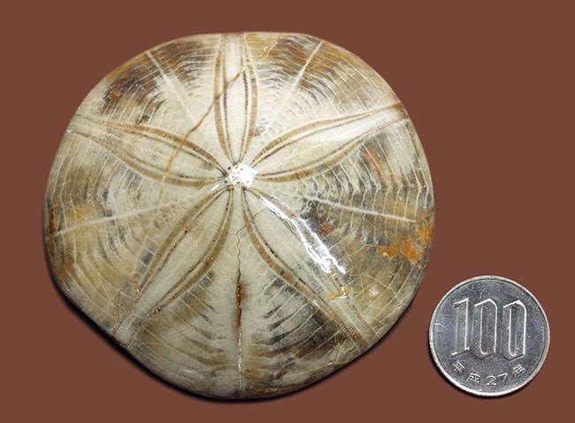 1.5億年前にもウニはいた。マダガスカル産のウニの化石（その12）