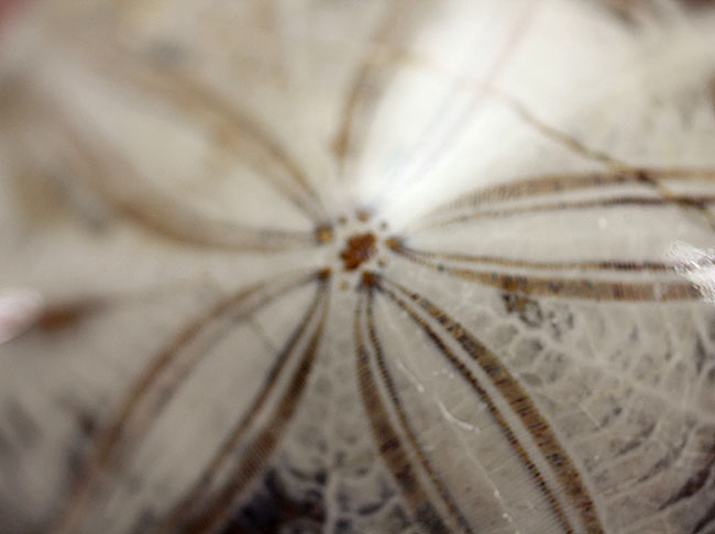 1.5億年前にもウニはいた。マダガスカル産のウニの化石 化石 販売