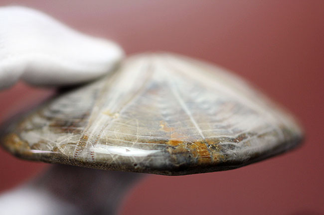 ウニの化石　Clypeaster portentosus　その１ Clypeaster portentosus - Echinoids - The Fossil Forum