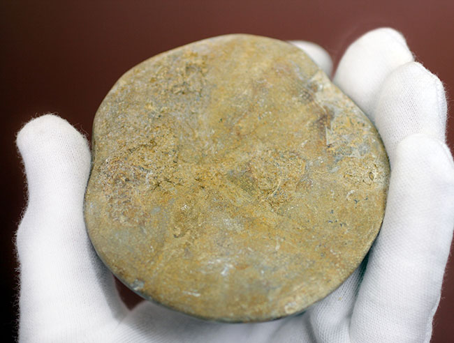 1.5億年前にもウニはいた。マダガスカル産のウニの化石（その6）