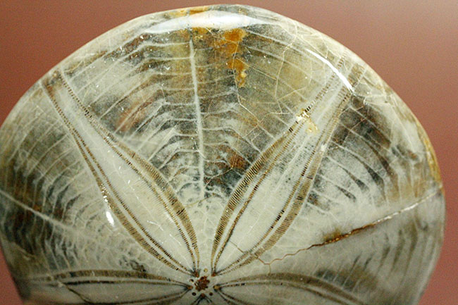 1.5億年前にもウニはいた。マダガスカル産のウニの化石（その9）