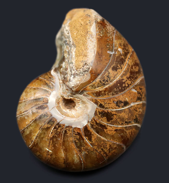中生代ジュラ紀に棲息していた、まるまると太ったオウムガイ(Nautilus)の化石(その1)