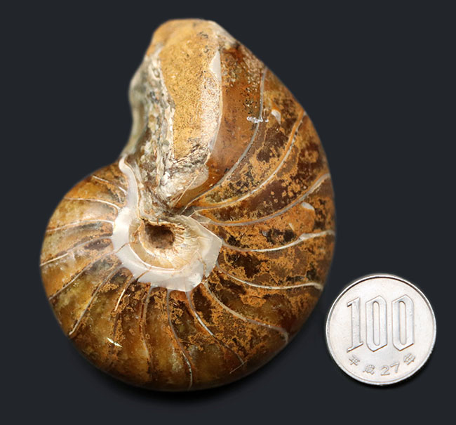 中生代ジュラ紀に棲息していた、まるまると太ったオウムガイ(Nautilus)の化石(その10)
