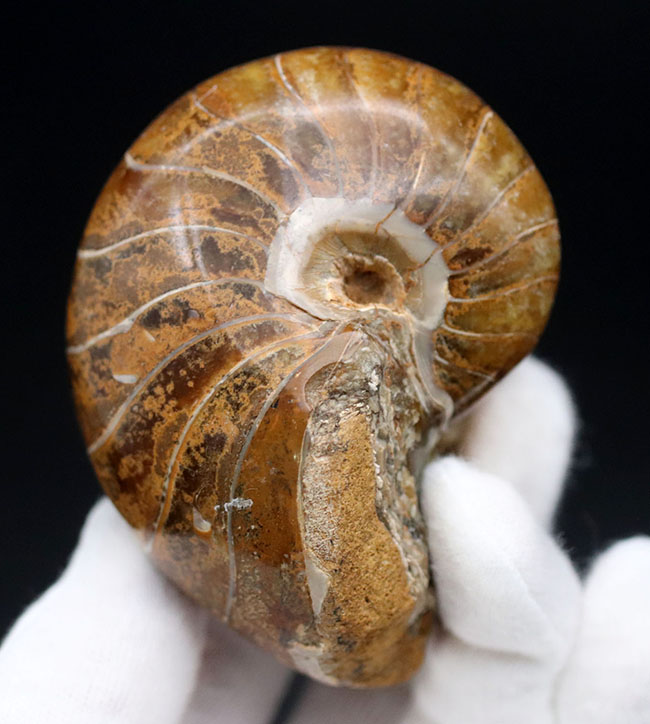 中生代ジュラ紀に棲息していた、まるまると太ったオウムガイ(Nautilus)の化石(その2)
