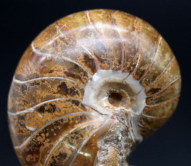 中生代ジュラ紀に棲息していた、まるまると太ったオウムガイ(Nautilus)の化石(その3)