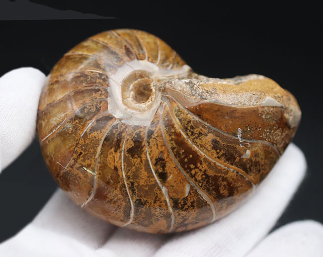 中生代ジュラ紀に棲息していた、まるまると太ったオウムガイ(Nautilus)の化石(その4)