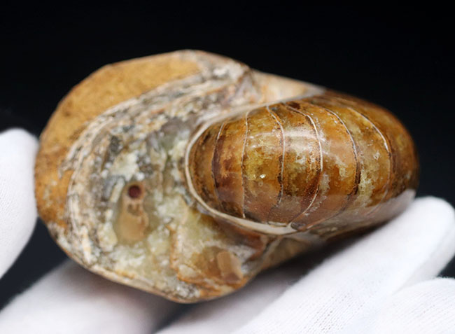 中生代ジュラ紀に棲息していた、まるまると太ったオウムガイ(Nautilus)の化石(その5)
