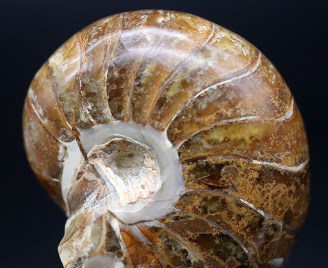 中生代ジュラ紀に棲息していた、まるまると太ったオウムガイ(Nautilus)の化石(その6)