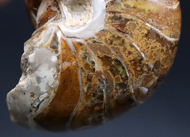 中生代ジュラ紀に棲息していた、まるまると太ったオウムガイ(Nautilus)の化石(その7)