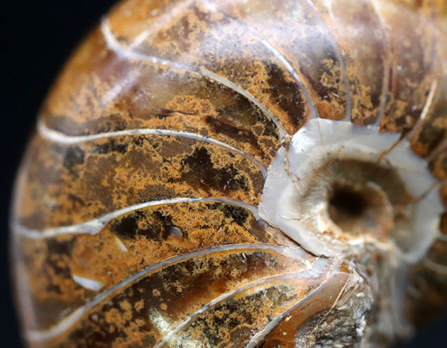 中生代ジュラ紀に棲息していた、まるまると太ったオウムガイ(Nautilus)の化石(その8)