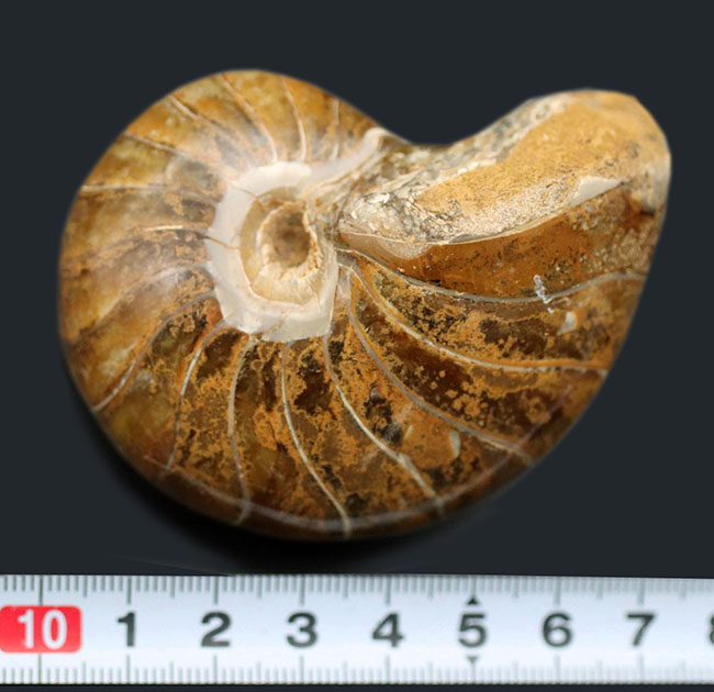 中生代ジュラ紀に棲息していた、まるまると太ったオウムガイ(Nautilus)の化石(その9)