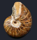 中生代ジュラ紀に棲息していた、まるまると太ったオウムガイ（Nautilus）の化石