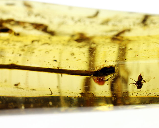 ４０匹以上！多数の虫を内包したマダガスカル産の非常に透明度の高いコーパル（Copal）。クモ、翅虫など多数。（その12）