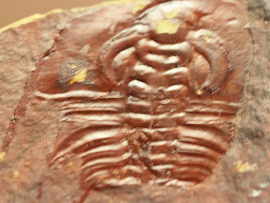 希少!最も古い三葉虫の一つ、米国産三葉虫パエデウミアス・テルミナツゥス(Paedeumias terminatus)(その1)