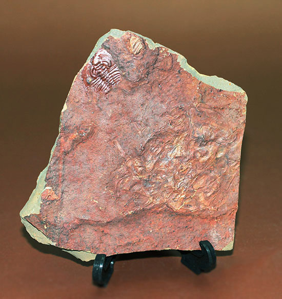 希少!最も古い三葉虫の一つ、米国産三葉虫パエデウミアス・テルミナツゥス(Paedeumias terminatus)(その2)