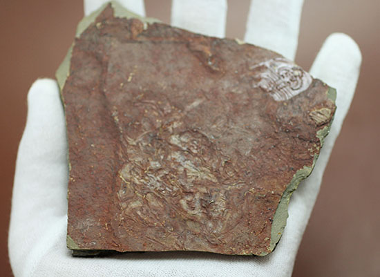 希少!最も古い三葉虫の一つ、米国産三葉虫パエデウミアス・テルミナツゥス(Paedeumias terminatus)(その3)