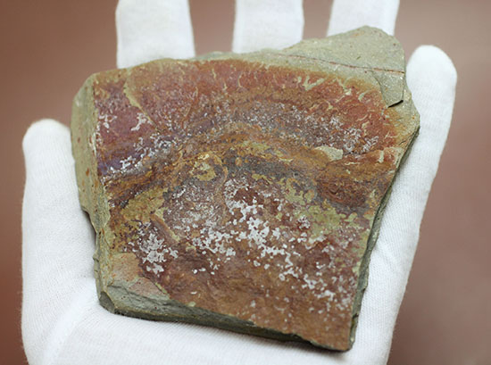 希少!最も古い三葉虫の一つ、米国産三葉虫パエデウミアス・テルミナツゥス(Paedeumias terminatus)(その4)