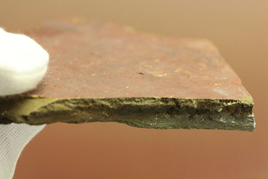 希少!最も古い三葉虫の一つ、米国産三葉虫パエデウミアス・テルミナツゥス(Paedeumias terminatus)(その5)