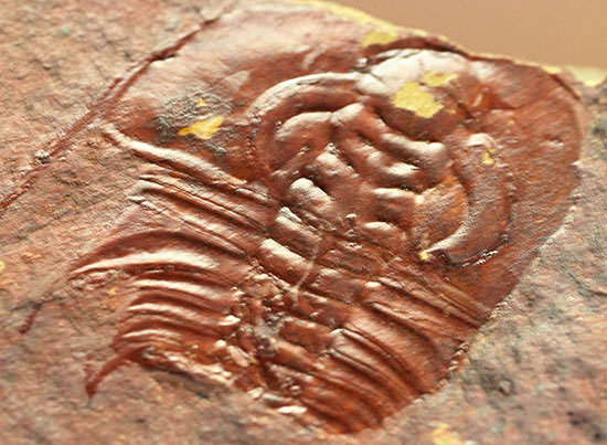希少!最も古い三葉虫の一つ、米国産三葉虫パエデウミアス・テルミナツゥス(Paedeumias terminatus)(その7)