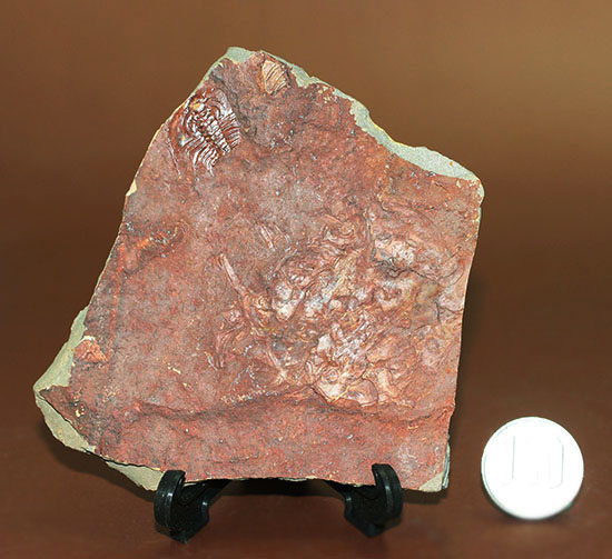 希少!最も古い三葉虫の一つ、米国産三葉虫パエデウミアス・テルミナツゥス(Paedeumias terminatus)(その8)