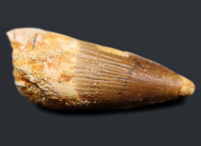 ファーストコレクションにいかが?白亜紀の北アフリカのキング、スピノサウルス(Spinosaurus)の歯化石(その1)