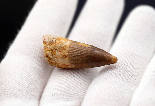 ファーストコレクションにいかが?白亜紀の北アフリカのキング、スピノサウルス(Spinosaurus)の歯化石(その2)