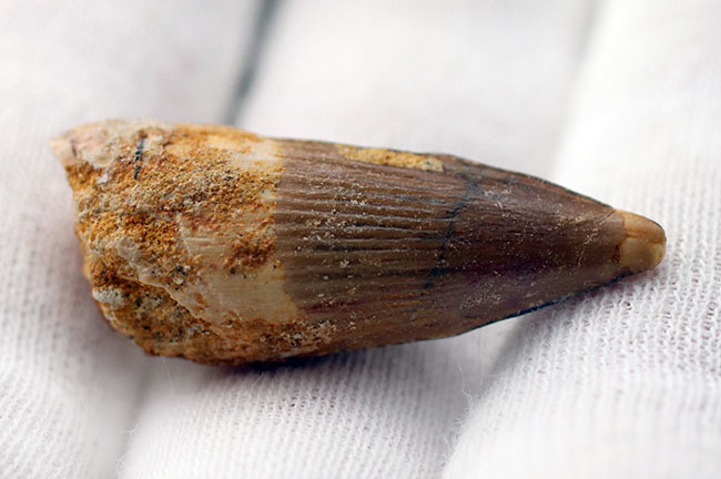ファーストコレクションにいかが?白亜紀の北アフリカのキング、スピノサウルス(Spinosaurus)の歯化石(その3)