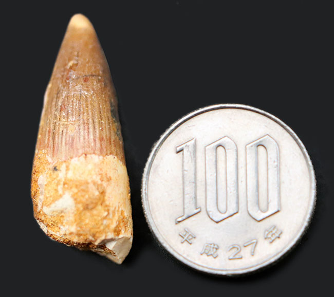 ファーストコレクションにいかが?白亜紀の北アフリカのキング、スピノサウルス(Spinosaurus)の歯化石(その5)