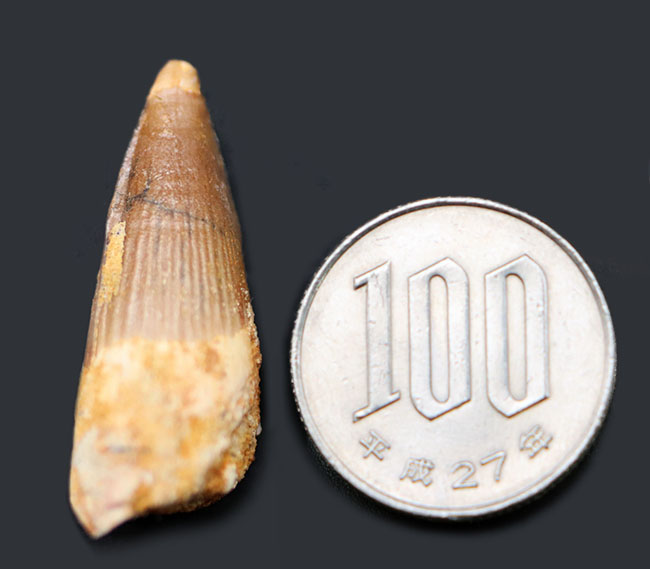 ファーストコレクションにいかが?白亜紀の北アフリカのキング、スピノサウルス(Spinosaurus)の歯化石(その6)