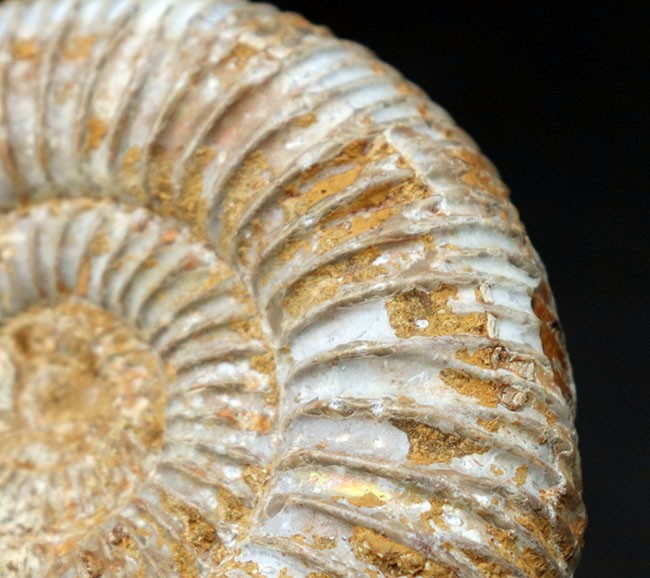 ピッチの細かい肋（ろく）が特徴的、ジュラ紀の示準化石、アンモナイト、ペリスフィンクテス（Perisphinctes）（その4）