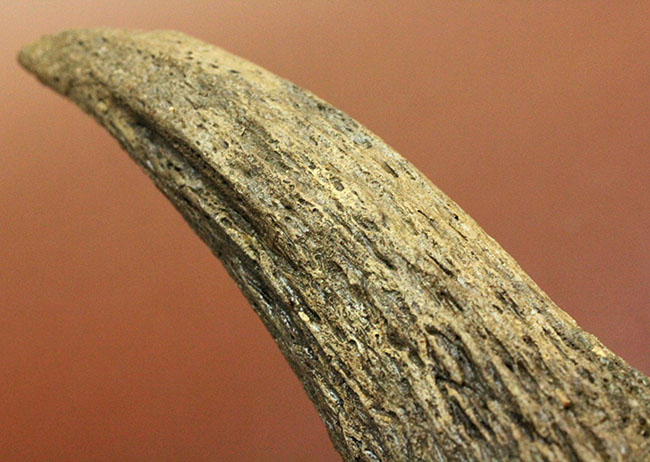 氷河期にアメリカに渡ったステップバイソンのものと思われる角の化石。米国アイオワ州産、更新世。（その13）