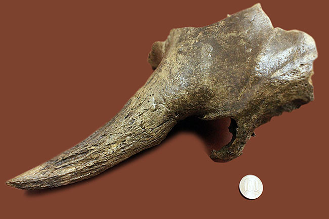 氷河期にアメリカに渡ったステップバイソンのものと思われる角の化石。米国アイオワ州産、更新世。（その14）