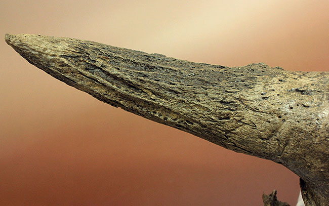 氷河期にアメリカに渡ったステップバイソンのものと思われる角の化石。米国アイオワ州産、更新世。（その5）