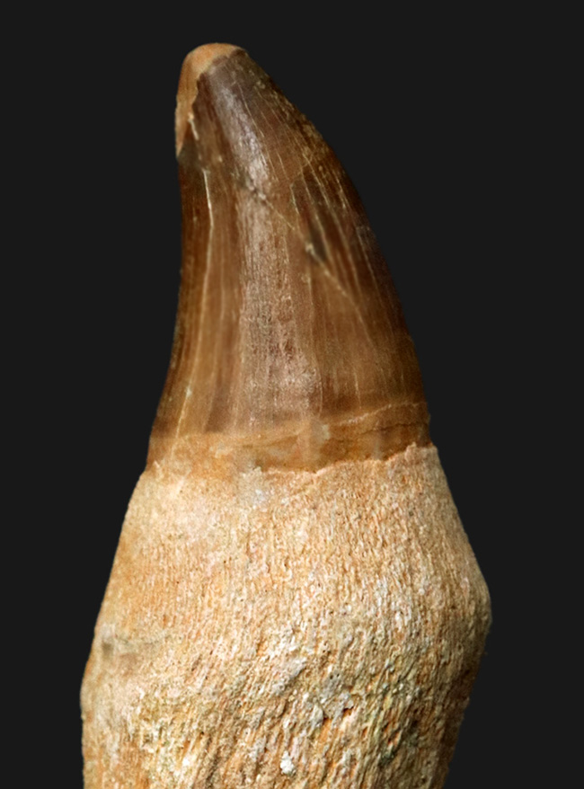 珍しい歯根付き！白亜紀後期の海の覇者、モササウルス（Mosasaurus）の