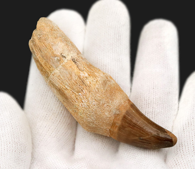 珍しい歯根付き!白亜紀後期の海の覇者、モササウルス(Mosasaurus)の良質の歯化石(その3)