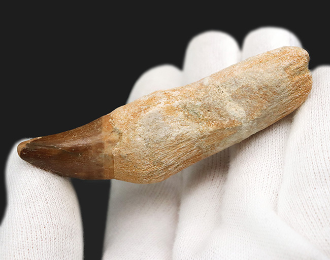 珍しい歯根付き!白亜紀後期の海の覇者、モササウルス(Mosasaurus)の良質の歯化石(その5)