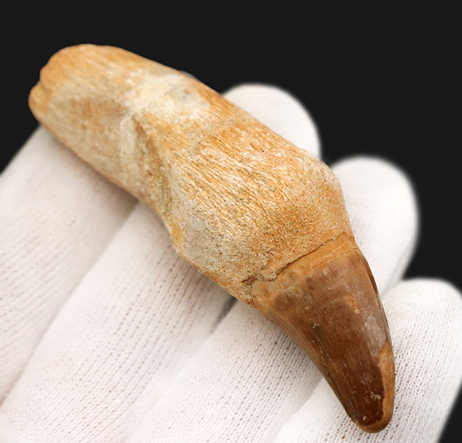 珍しい歯根付き!白亜紀後期の海の覇者、モササウルス(Mosasaurus)の良質の歯化石(その6)
