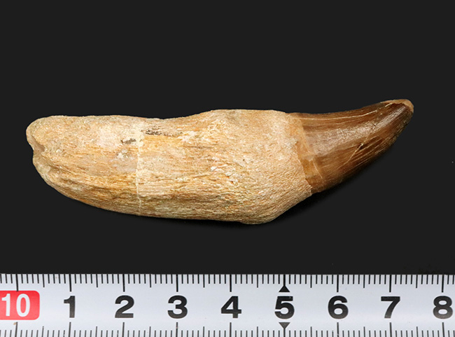 珍しい歯根付き!白亜紀後期の海の覇者、モササウルス(Mosasaurus)の良質の歯化石(その8)