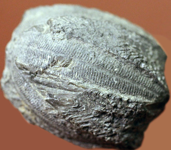 石炭紀の海ツボミ、ペントレミテス（Pentremites rusticus）のクラウンの化石。米国オクラホマ州産。（その1）