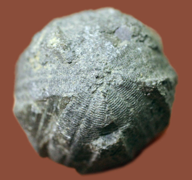 石炭紀の海ツボミ、ペントレミテス（Pentremites rusticus）のクラウンの化石。米国オクラホマ州産。（その2）