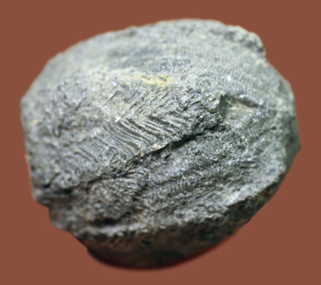 石炭紀の海ツボミ、ペントレミテス（Pentremites rusticus）のクラウンの化石。米国オクラホマ州産。（その3）