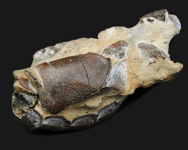 およそオーストリア西部の地層（１００万年前）より発見、採集された、ザリガニの仲間、オキナワアナジャコ（Thalassina）の化石（その1）
